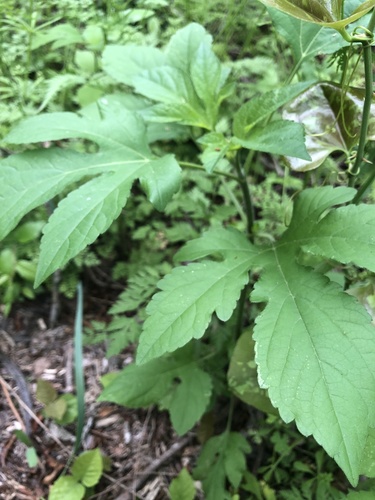 Ambrosia trifida (giant ragweed)