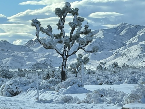 Yucca brevifolia (Western Joshua Tree) (alternate view 8)