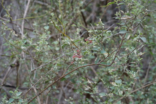Chenopodium parabolicum (Fragrant Saltbush) (alternate view 5)