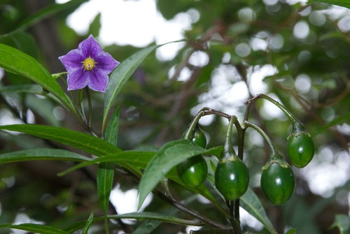 Solanum aviculare (New Zealand nightshade) (alternate view 3)