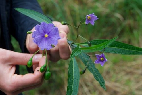 Solanum aviculare (New Zealand nightshade) (alternate view 4)