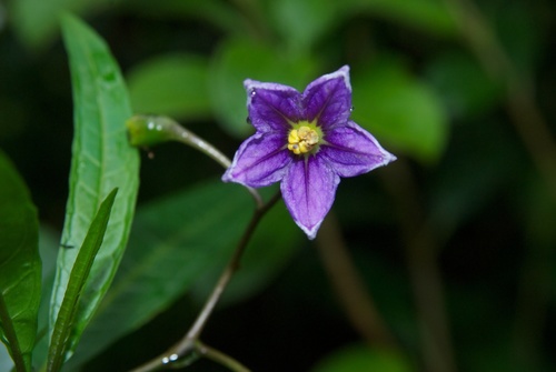 Solanum aviculare (New Zealand nightshade) (alternate view 5)