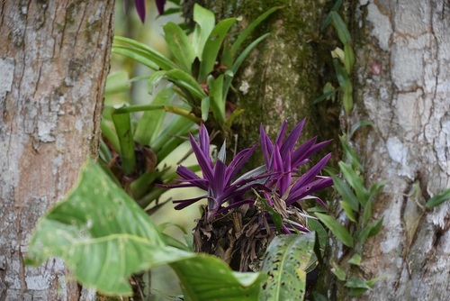 Tradescantia spathacea (Moses-in-the-Cradle)