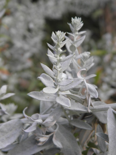 Artemisia ludoviciana (Silver Wormwood)