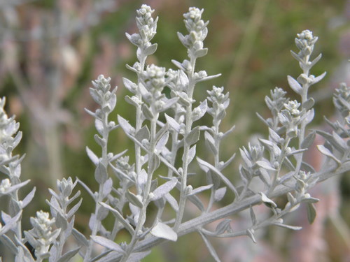 Artemisia ludoviciana (Silver Wormwood)