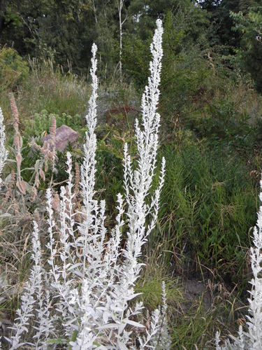 Artemisia ludoviciana (Silver Wormwood)