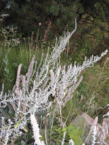 Artemisia ludoviciana (Silver Wormwood)