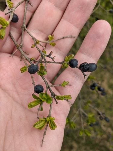 Ligustrum obtusifolium (border privet) (alternate view 9)