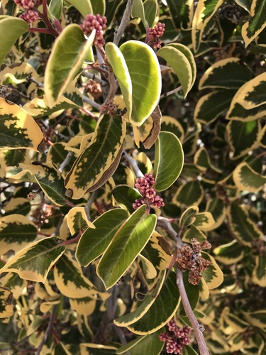 Rhus ovata (sugar bush) (alternate view 4)