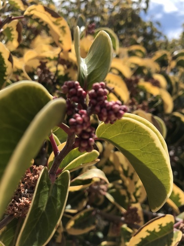 Rhus ovata (sugar bush) (alternate view 5)