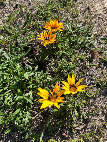Gazania (Treasure Flowers) (alternate view 7)