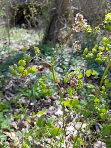 Thalictrum dioicum (early meadow-rue) (alternate view 7)