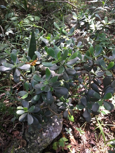 Crassula ovata (Jade Plant)