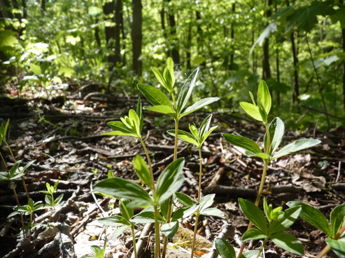 Galium circaezans (licorice bedstraw)