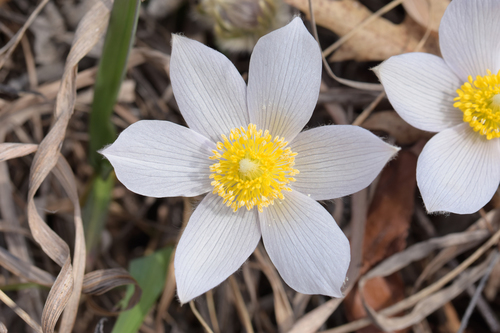Pulsatilla nuttalliana (prairie pasqueflower)
