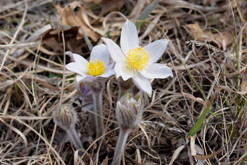 Pulsatilla nuttalliana (prairie pasqueflower)