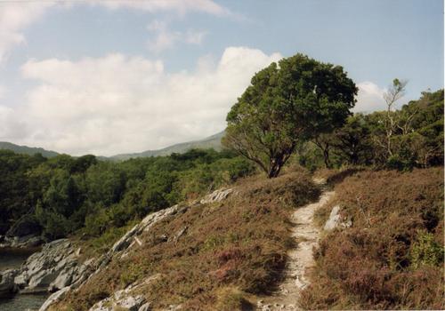 Arbutus unedo (strawberry tree) (alternate view 5)