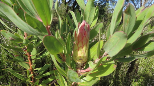 Protea × hybrida (Sugarbush Hybrids)