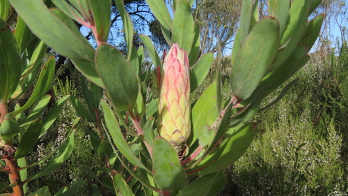 Protea × hybrida (Sugarbush Hybrids) (alternate view 2)