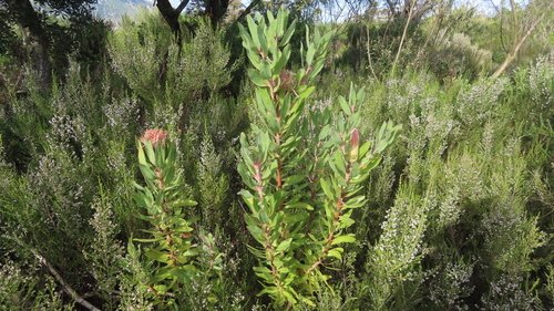 Protea × hybrida (Sugarbush Hybrids) (alternate view 3)