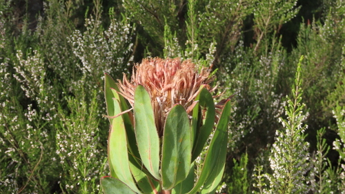 Protea × hybrida (Sugarbush Hybrids) (alternate view 4)