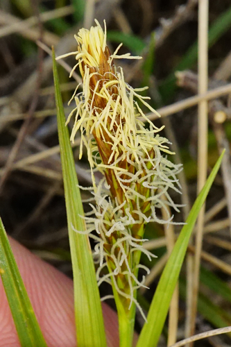 Carex caryophyllea (spring sedge)