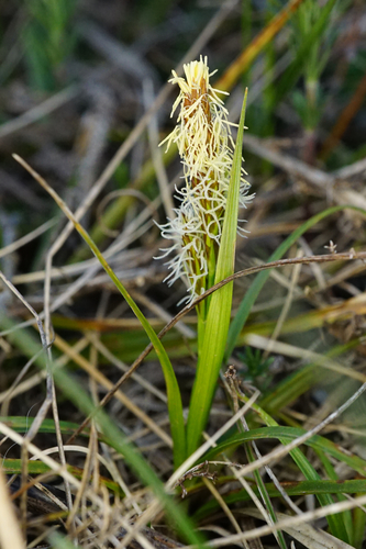 Carex caryophyllea (spring sedge)