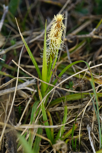 Carex caryophyllea (spring sedge)