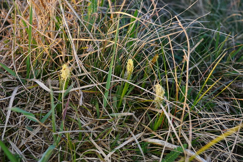 Carex caryophyllea (spring sedge)