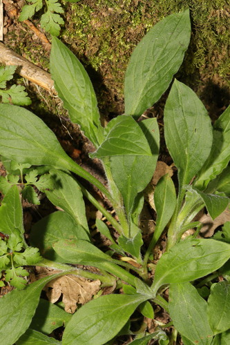 Silene dioica (red campion)