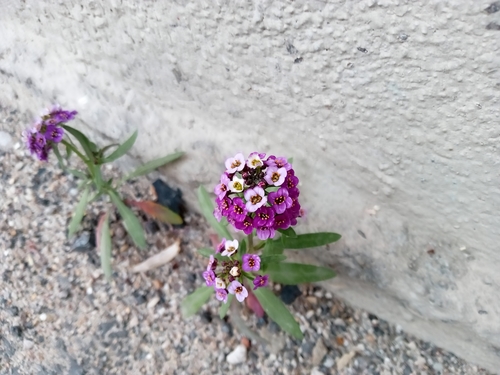Lobularia maritima (sweet alyssum)