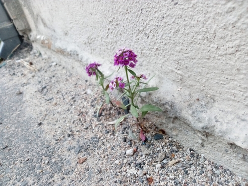 Lobularia maritima (sweet alyssum)