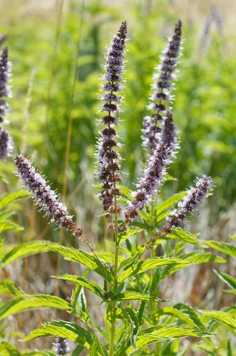 Mentha spicata (Spearmint) (alternate view 5)