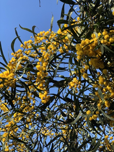 Acacia saligna (golden wreath wattle)
