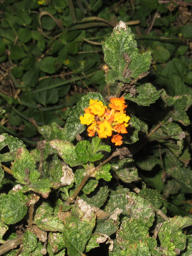 Lantana urticoides (Texas lantana) (alternate view 5)