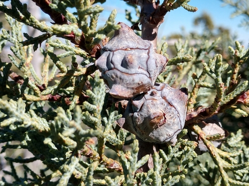 Hesperocyparis arizonica (Arizona Cypress)