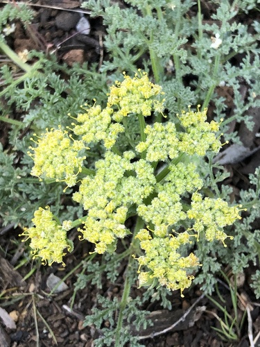 Lomatium dasycarpum (woollyfruit desertparsley)