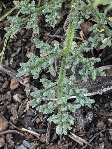 Lomatium dasycarpum (woollyfruit desertparsley) (alternate view 2)