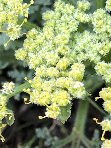 Lomatium dasycarpum (woollyfruit desertparsley) (alternate view 3)