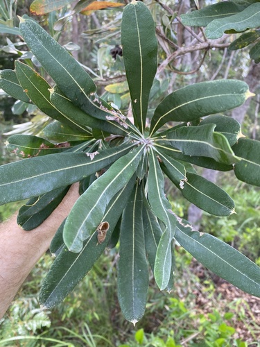Banksia integrifolia (Coastal Banksia) (alternate view 5)