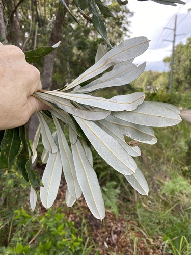 Banksia integrifolia (Coastal Banksia) (alternate view 6)
