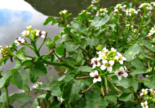 Nasturtium officinale (Watercress) (alternate view 3)