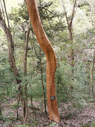 Stewartia monadelpha (tall stewartia)