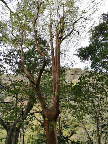 Stewartia monadelpha (tall stewartia) (alternate view 2)