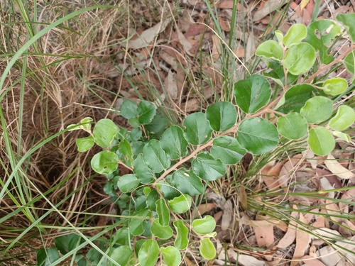 Petalostigma pubescens (quinine bush) (alternate view 9)