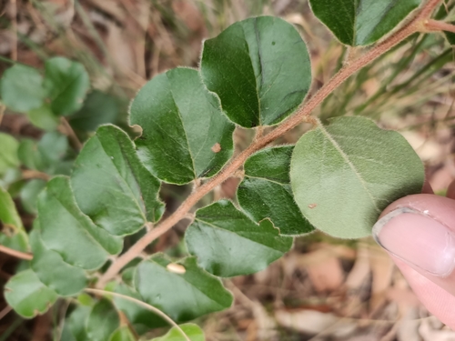 Petalostigma pubescens (quinine bush) (alternate view 10)