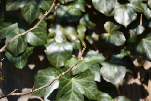 Hedera hibernica (Atlantic or Irish ivy)