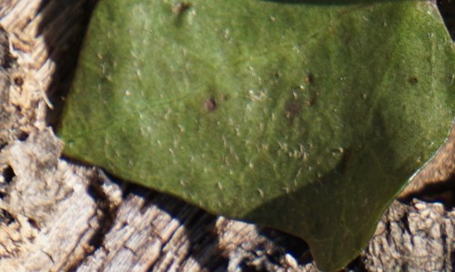 Hedera hibernica (Atlantic or Irish ivy) (alternate view 3)