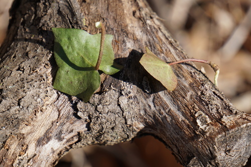 Hedera hibernica (Atlantic or Irish ivy) (alternate view 4)