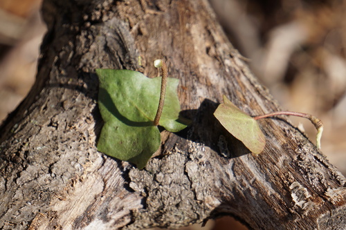 Hedera hibernica (Atlantic or Irish ivy) (alternate view 2)